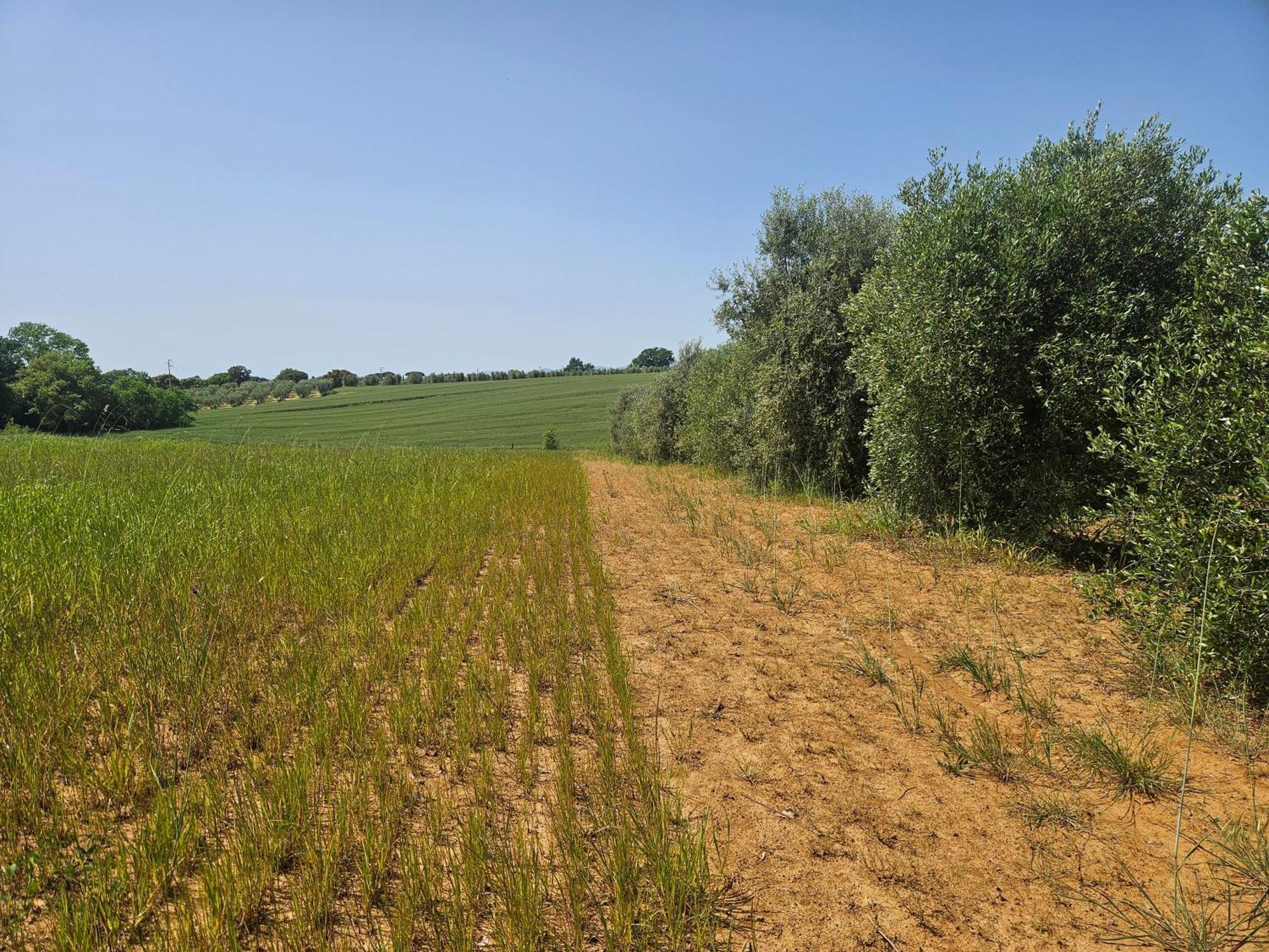 Agriturismo Il Migliarino Rispescia Dış mekan fotoğraf